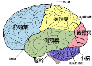 脳の画像